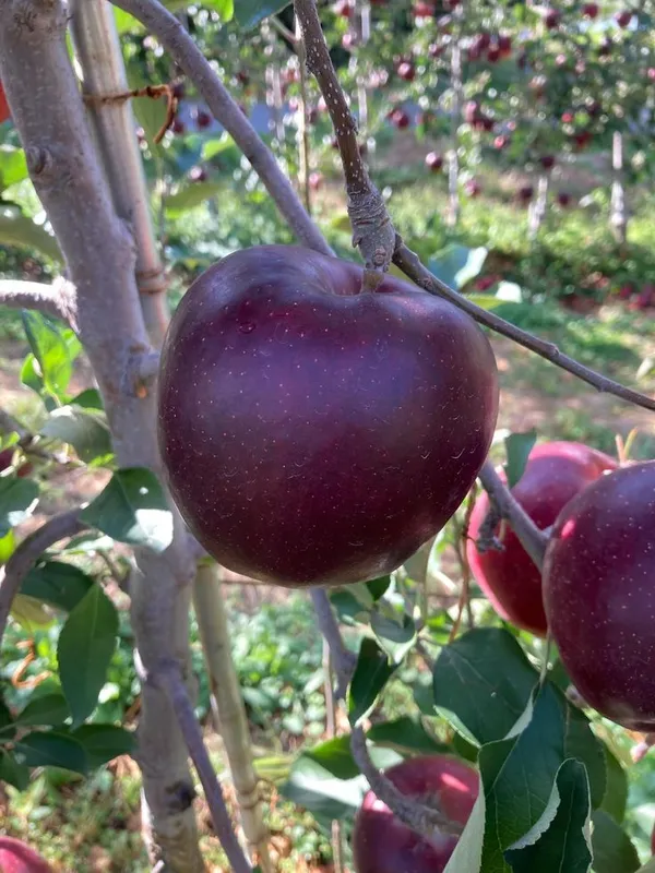 HRMN-99_Hybrid_Plant_Grafting_Apple__(Pack_Of_1)_(1.5-2_Feet_Height_Pack_Of_1)