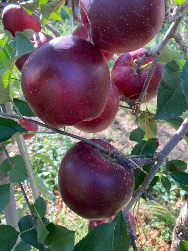 Apple DREAM PLANT HRMN-99 Hybrid Plant Grafting Apple (Pack Of 1) (1.5-2