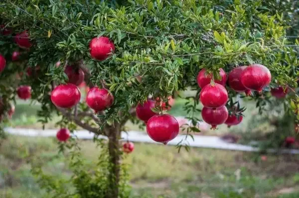 Hrmn-99_apple_plant_&_Pomegranate_Hybrid_Plant_Combo_pack_of_2