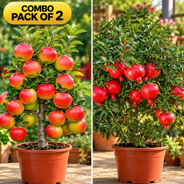 Hrmn-99_apple_plant_&_Pomegranate_Hybrid_Plant_Combo_pack_of_2