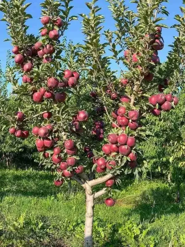 Hrmn-99_apple_plant_&_Pomegranate_Hybrid_Plant_Combo_pack_of_2