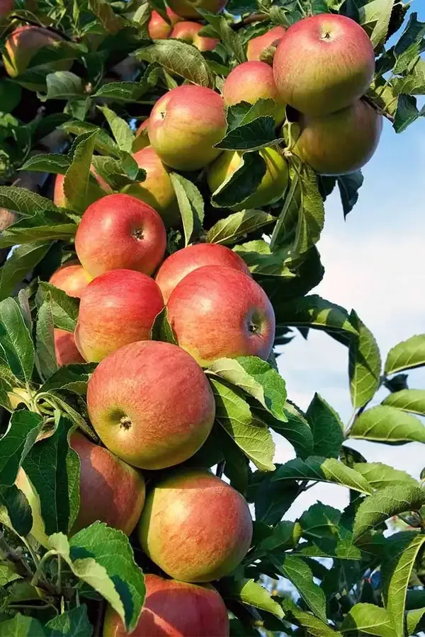 Hrmn-99_apple_plant_&_Pomegranate_Hybrid_Plant_Combo_pack_of_2