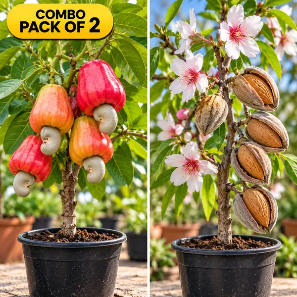 Hybrid_Cashew_Fruit_and_Green_Almonds_Combo_pack_of_2