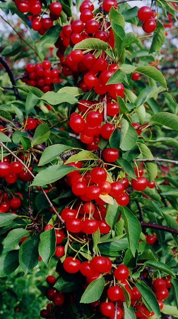 Hybrid_Japanese_Cherry_🍒🍒🍒_Plant_(Pack_Of_1)