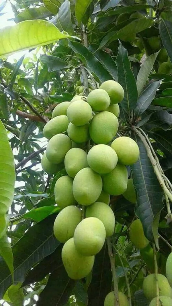 Hybrid_Mango_Hybrid_Plant_Grafting_(1.5-3_Feet_Height_Pack_Of_1)