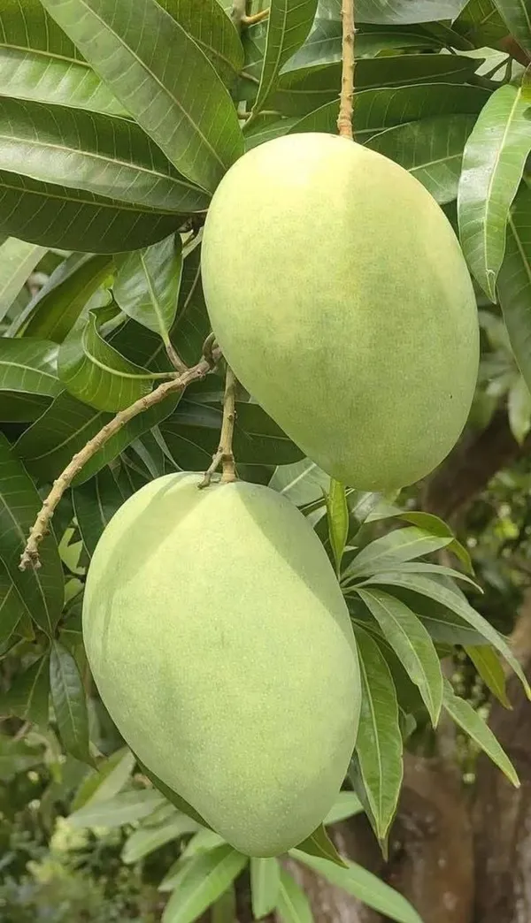 Hybrid_Mango_Hybrid_Plant_Grafting_3
