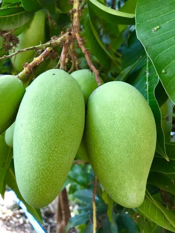 Hybrid_Mango_Hybrid_Plant_Grafting_3