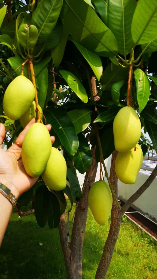 Hybrid_Mango_Plant_Grafting