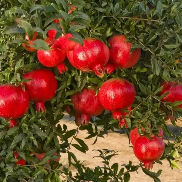 Hybrid_Nagpur_orange_&_Pomegranate_combo_pack_of_2_
