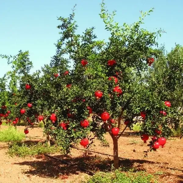 Hybrid_Nagpur_orange_&_Pomegranate_combo_pack_of_2_