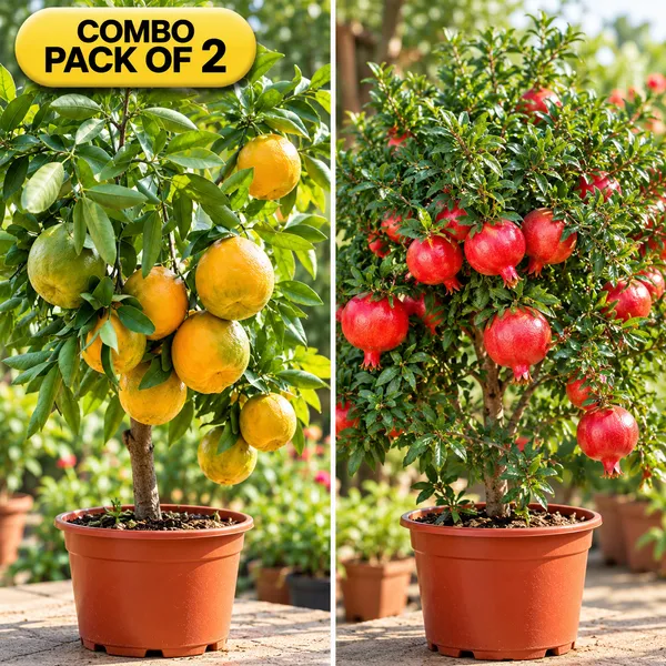 Hybrid_Nagpur_orange_&_Pomegranate_combo_pack_of_2_