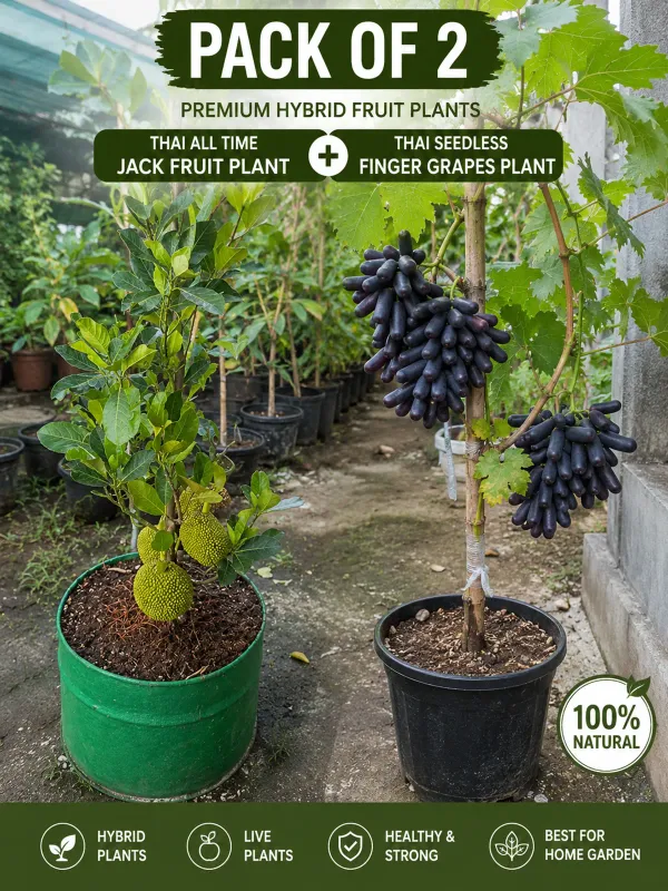 Hybrid_Thai_All-Time_JackFruit_Plant_Grafted_&_Hybrid_Thai_Seedless_Grapes_Plant_(Pack_of_2)