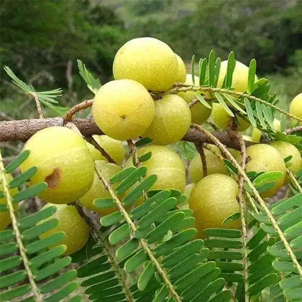 Hybrid_Thai_Kg_Guava_Plant_&_Hybrid_Green_Amla_Grafted_Plant_combo_pack_of_2_
