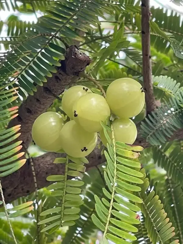Hybrid_Thai_Kg_Guava_Plant_&_Hybrid_Green_Amla_Grafted_Plant_combo_pack_of_2_