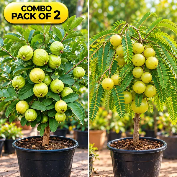 Hybrid_Thai_Kg_Guava_Plant_&_Hybrid_Green_Amla_Grafted_Plant_combo_pack_of_2_