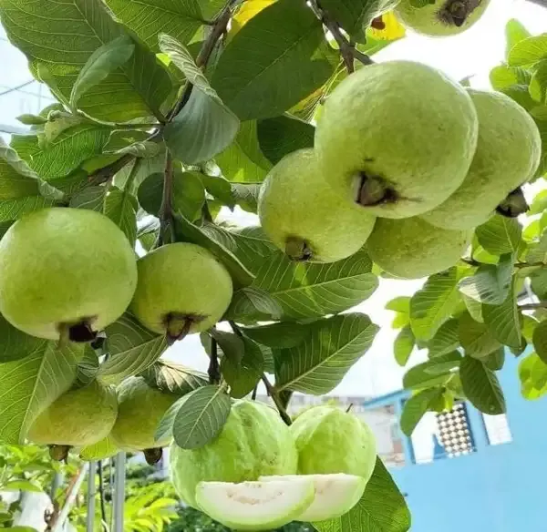 Hybrid_Thai_Kg_Guava_Plant_&_Hybrid_Green_Amla_Grafted_Plant_combo_pack_of_2_