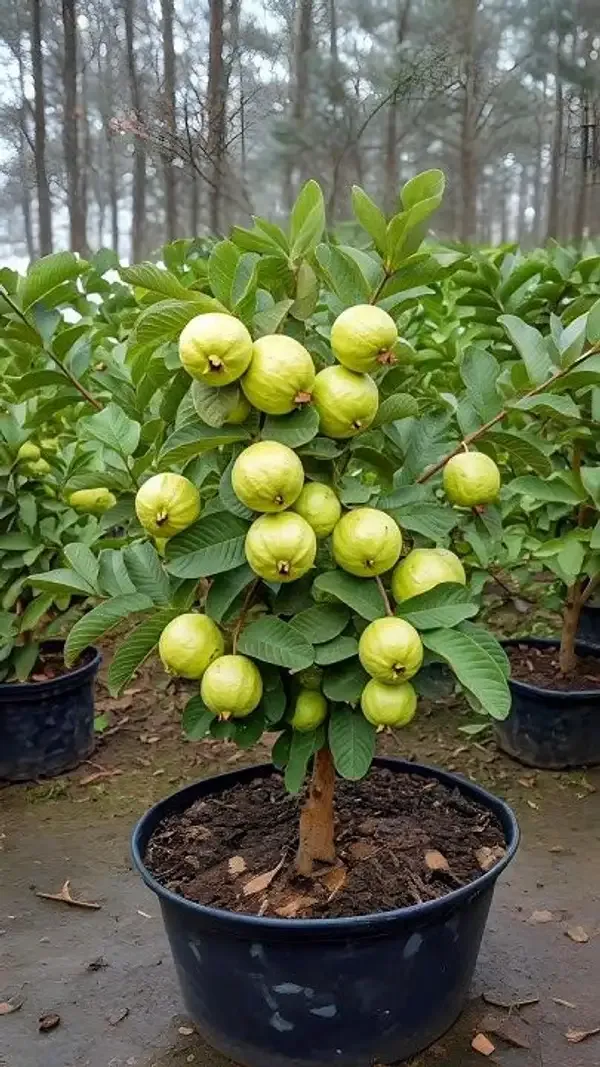 Hybrid_Thai_Kg_Guava_Plant_&_Hybrid_Green_Amla_Grafted_Plant_combo_pack_of_2_