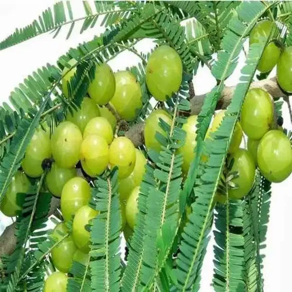 Hybrid_Thai_Kg_Guava_Plant_&_Hybrid_Green_Amla_Grafted_Plant_combo_pack_of_2_
