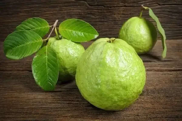 Hybrid_Thai_Kg_Guava_Plant_&_Hybrid_Green_Amla_Grafted_Plant_combo_pack_of_2_