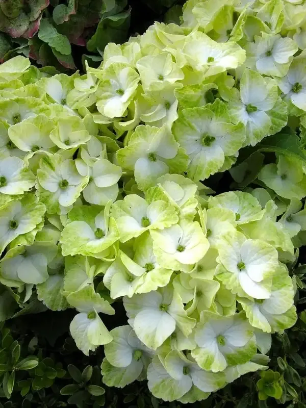 Hydrangea_Flower_Plant_Bey_Colour_(1.5-2_Feet_Height_Pack_Of_2)