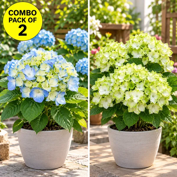 Hydrangea_Flower_Plant_Bey_Colour_(1.5-2_Feet_Height_Pack_Of_2)