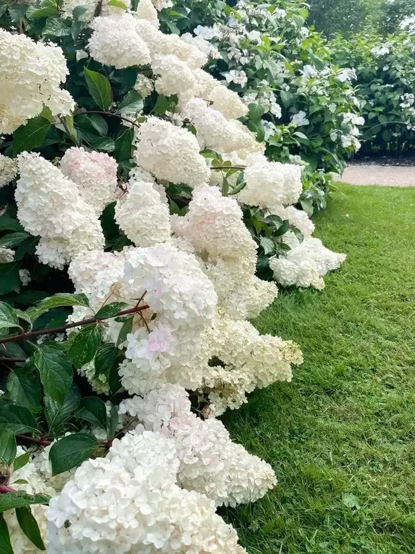 Hydrangea_Flower_Plant_(1.5-2_Feet_Height_Pack_Of_2)