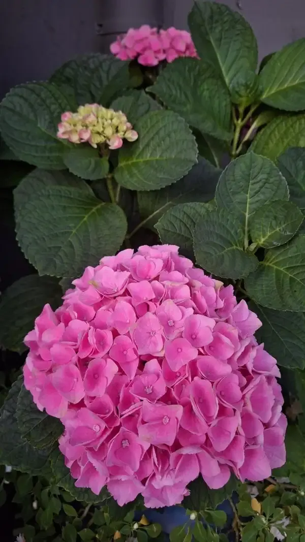 Hydrangea_Flower_Plant_(1.5-2_Feet_Height_Pack_Of_2)