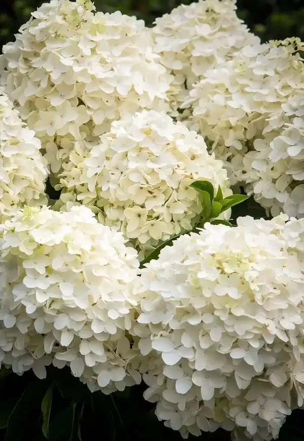 Hydrangea_Flower_Plant_(1.5-2_Feet_Height_Pack_Of_2)