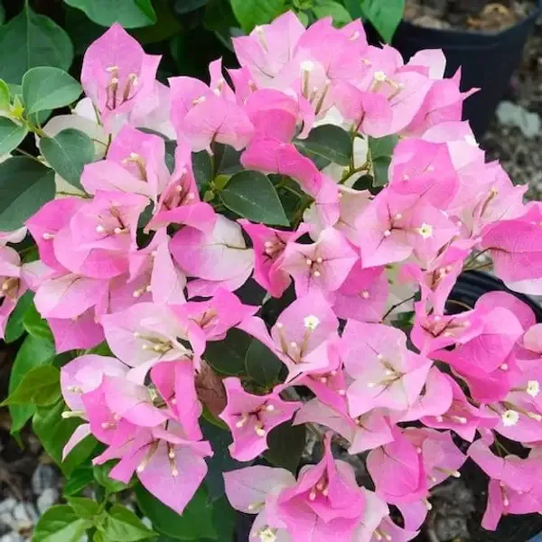 IMPERIAL_THAI_PINK_AND_RED_BOUGAINVILLEA_COMBO_PACK_OF_2_