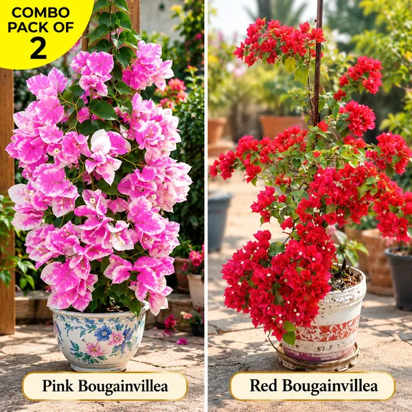 IMPERIAL_THAI_PINK_AND_RED_BOUGAINVILLEA_COMBO_PACK_OF_2_