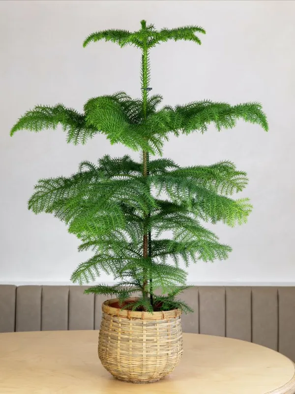 Christmas_Tree_Hybrid_Plant__(1.5-2_Feet_Height_Pack_Of_1)