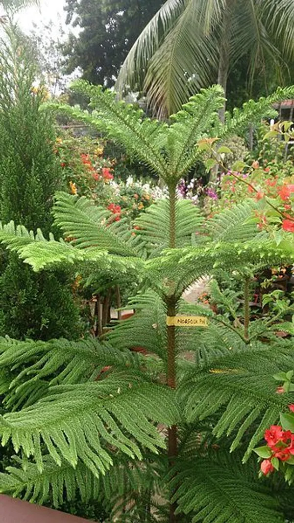 Christmas_Tree_Hybrid_Plant__(1.5-2_Feet_Height_Pack_Of_1)