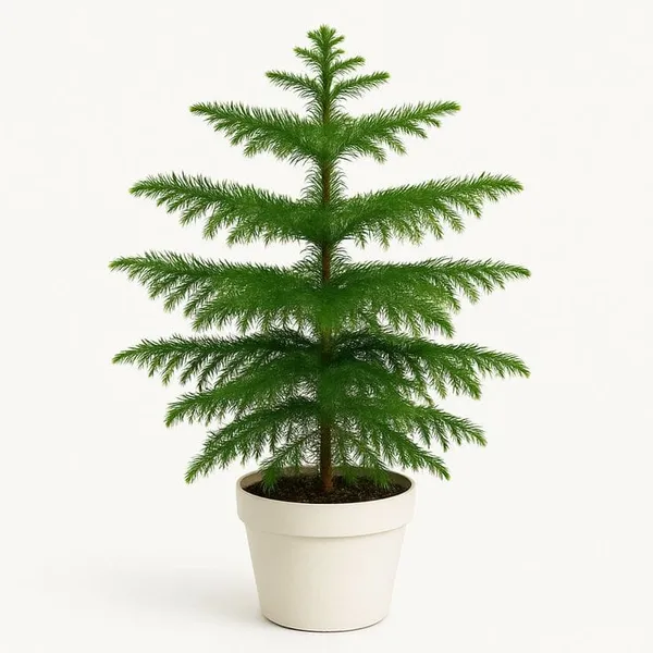 Christmas_Tree_Hybrid_Plant__(1.5-2_Feet_Height_Pack_Of_1)