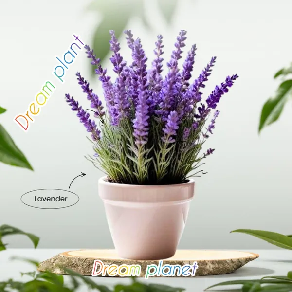 Lavender_Flower_Indoor_Live_Plant