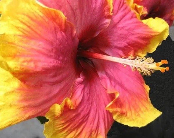 Hybrid_Hibiscus_Flower_Plant__(1.5-2_Feet_Height_Pack_Of_1)