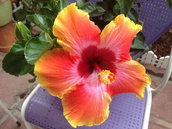 Hybrid_Hibiscus_Flower_Plant__(1.5-2_Feet_Height_Pack_Of_1)
