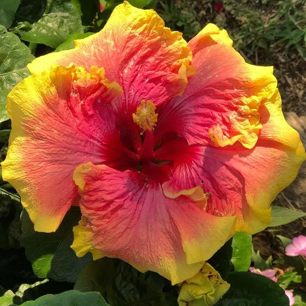 Hybrid_Hibiscus_Flower_Plant__(1.5-2_Feet_Height_Pack_Of_1)