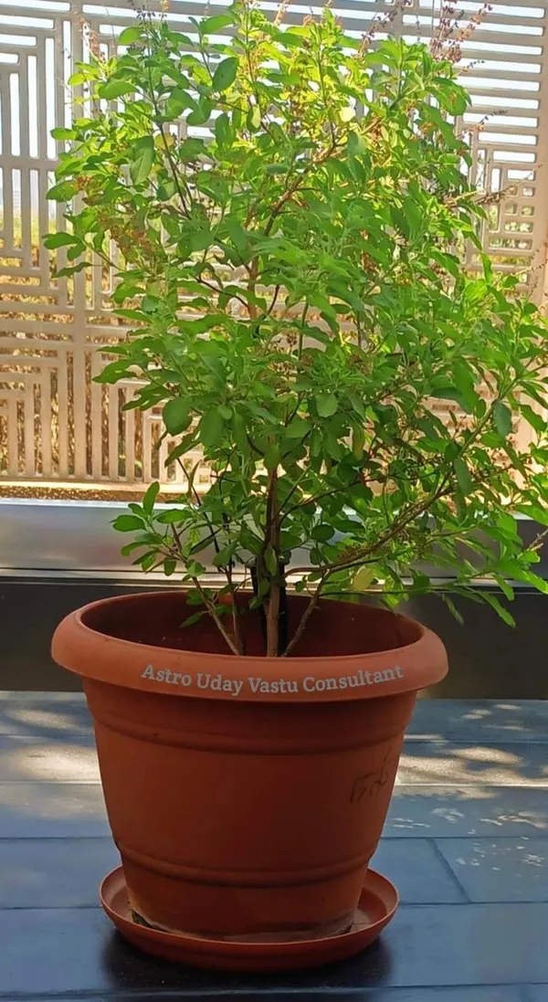 Sree_Lakshmi_Tulsi_Auspicious_Plant_(1.5-3_Feet_Height_Pack_Of_1)