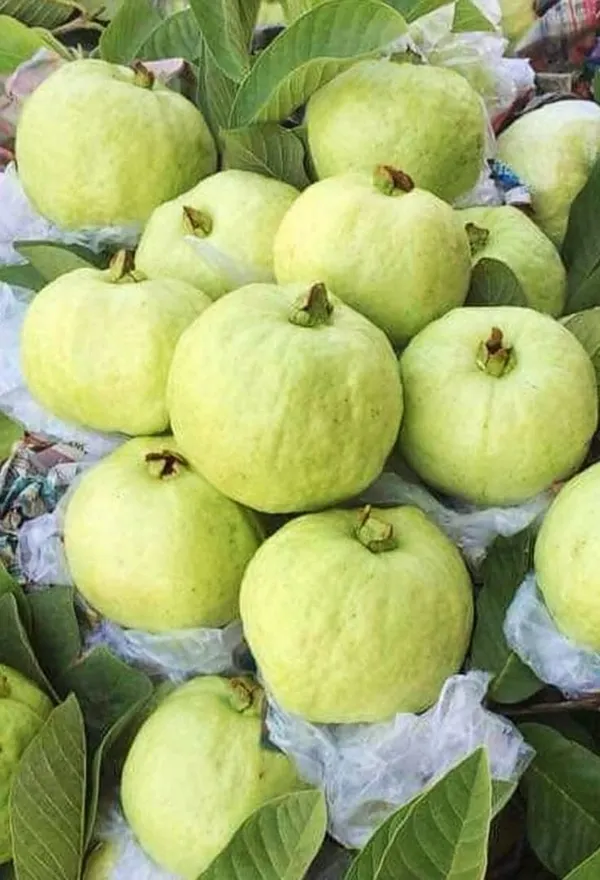 Bangladeshi_Hybrid_Guava_Plant_(Pack_Of_1)