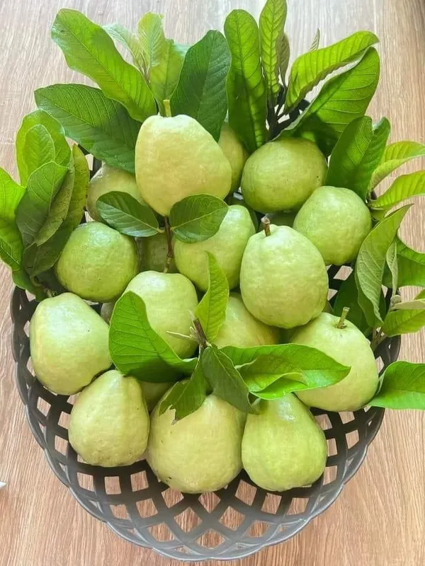 Bangladeshi_Hybrid_Guava_Plant_(Pack_Of_1)