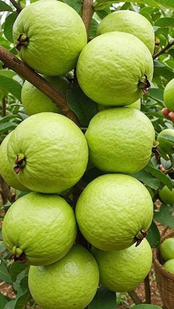 Bangladeshi_Hybrid_Guava_Plant_(Pack_Of_1)