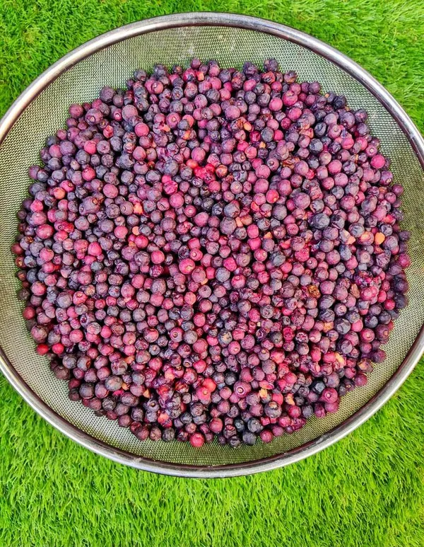 Hybrid_Falsa_Fruit_Plant_(1.5-2_Feet_Height_Pack_Of_1)
