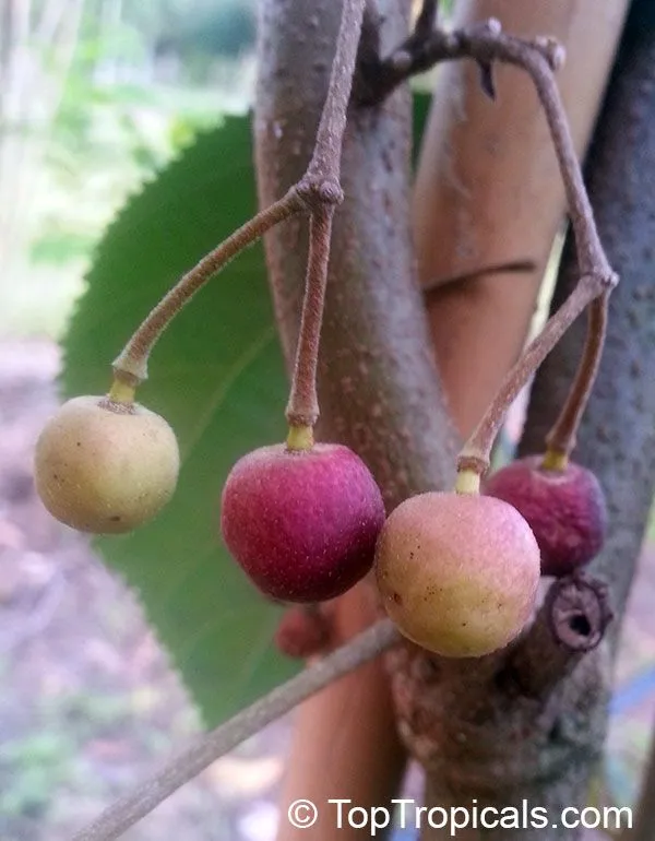 Hybrid_Falsa_Fruit_Plant_(1.5-2_Feet_Height_Pack_Of_1)