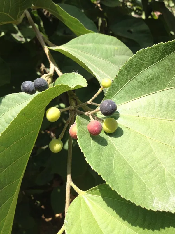 Hybrid_Falsa_Fruit_Plant_(1.5-2_Feet_Height_Pack_Of_1)