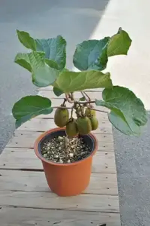 Combo_pack_of_4_Top_Exotic_Fruits_Plant_(HRMN-99_Apple,_Kiwi,_Dragon,_Avocado)_premium_live_plants