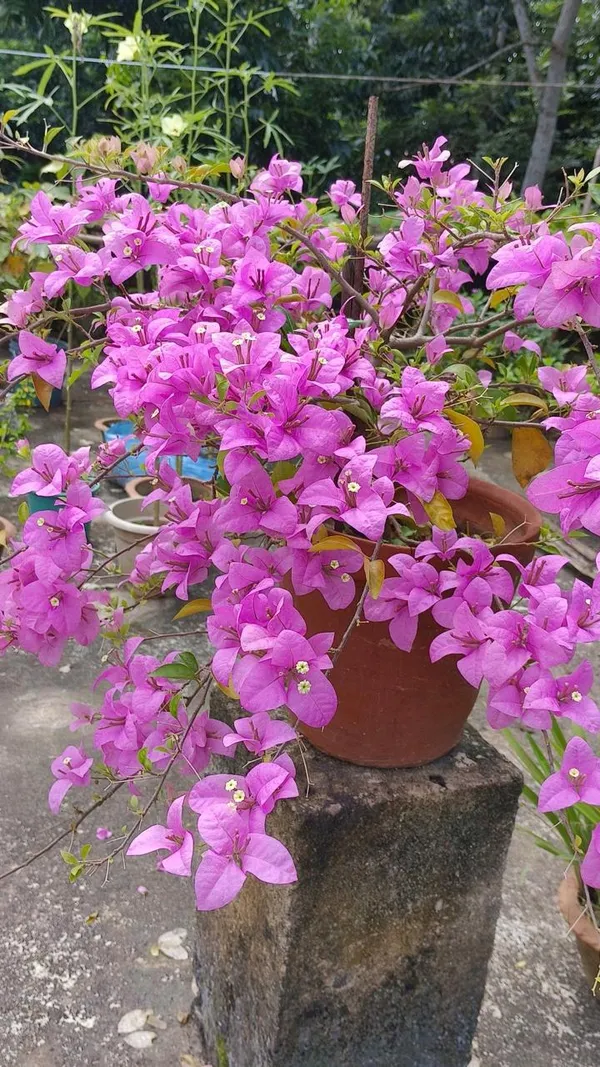 BOUGAINVILLEA_BEAUTY_PINK_THOKA_(1.5-3_Feet_Height_Pack_Of_1)