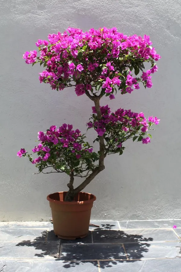 BOUGAINVILLEA_BEAUTY_PINK_THOKA_(1.5-3_Feet_Height_Pack_Of_1)