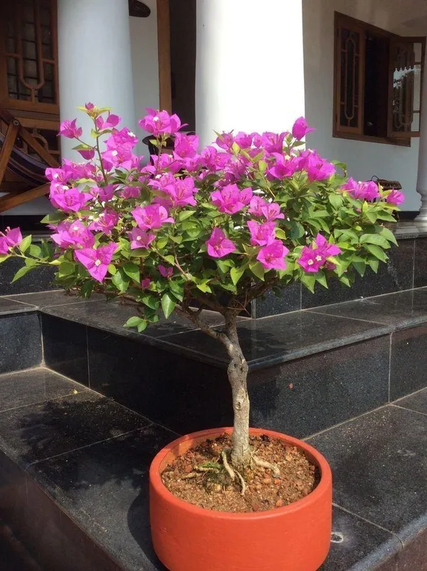 BOUGAINVILLEA_BEAUTY_PINK_THOKA_(1.5-3_Feet_Height_Pack_Of_1)