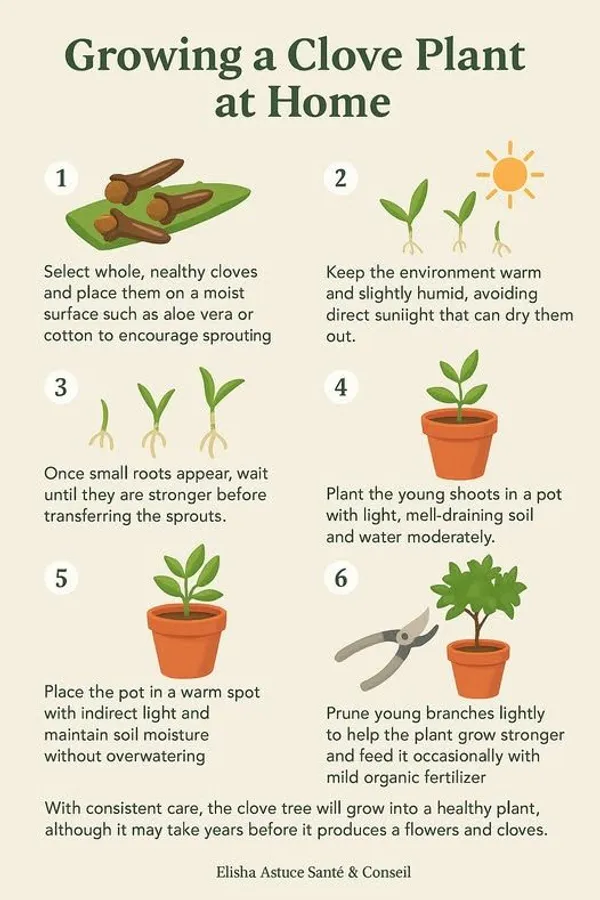 Clove_Plant_|_Labango_Plant_(Pack_Of_1)
