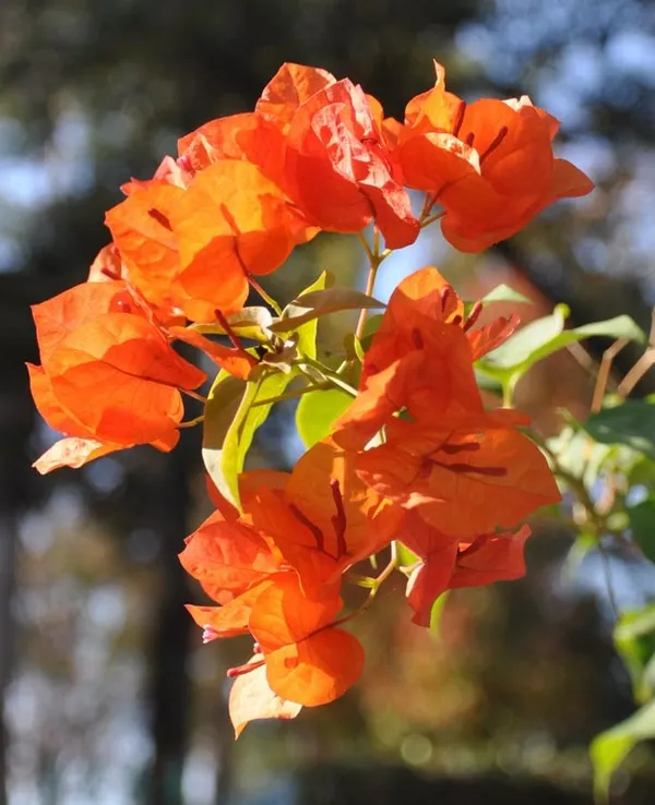 BOUGAINVILLEA_ORANGE_ORCHID_FLOWER__(1.5-2_Feet_Height_Pack_Of_1)